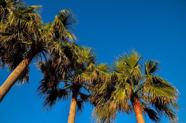 Tropischer kanarischer grüner Palmblatt-Hintergrund im Sommer