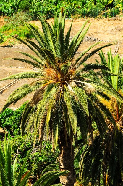 Tropischer kanarischer grüner Palmblatt-Hintergrund im Sommer