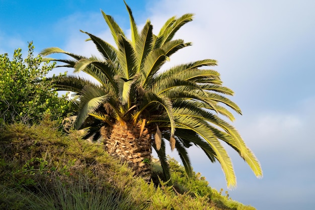 Tropischer Palmblatthintergrund Kokospalmen Sommer tropisches Inselurlaubsmuster Palmen Hintergrund