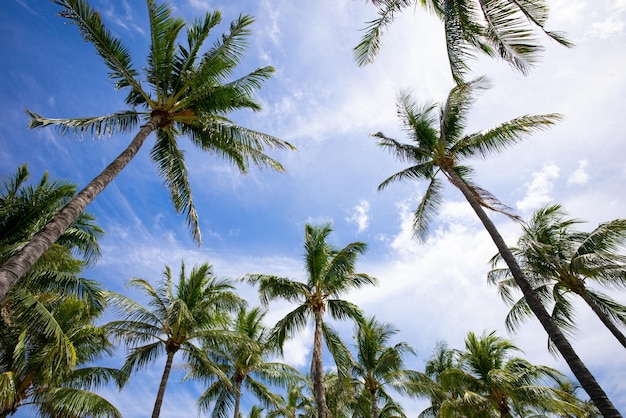 Tropischer Palmenblatthintergrund Kokospalmen Sommer Tropeninsel Urlaubsmuster Tropisch ba