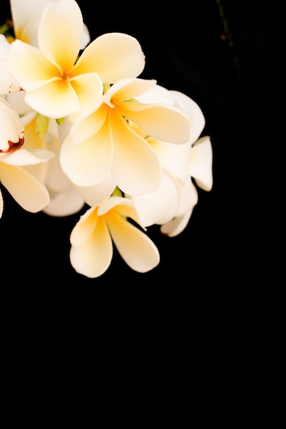 Tropischer Plumeria