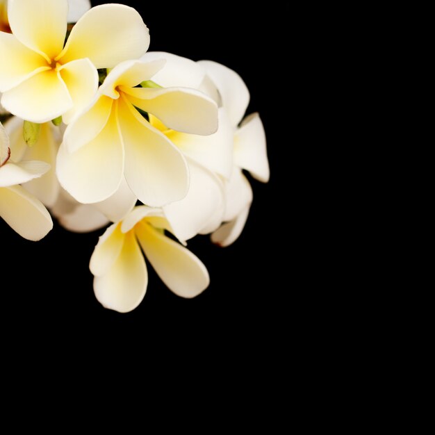 Tropischer Plumeria