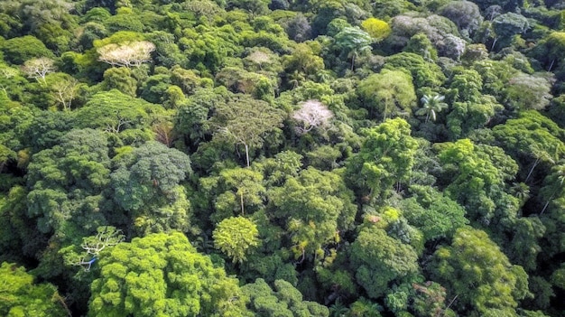 Tropischer Regenwald Atemberaubende Luftaufnahme des grünen Hintergrunds des Regenwaldes