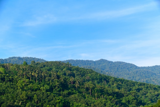 Tropischer Regenwald bei Khao Luang mit blauem Himmel