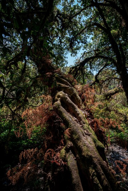 Tropischer Regenwald, grüne Dschungellandschaft