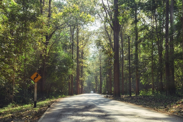 Tropischer Regenwald mit Sonnenlicht auf Asphaltstraße