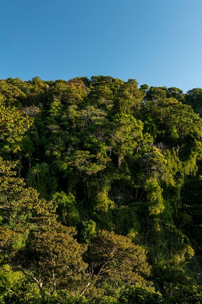 Tropischer Regenwald Volcan Baru Volcano Nationalpark Chiriqui Provinz Panama