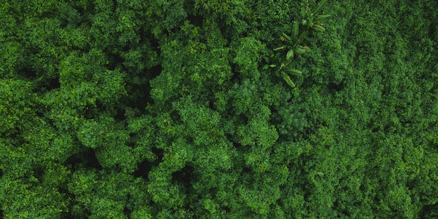 Tropischer Regenwaldlandschaftswald szenisch mit Dschungelbaum in der grünen Natur schöne wilde Holzlaubpflanze über dem Bergblatt mit Regenwasserumgebungsparkhintergrund für Reise