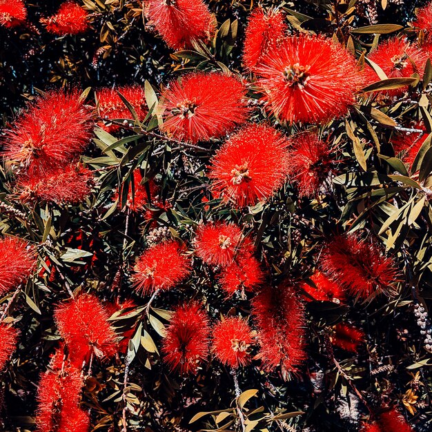 Tropischer roter Blumenhintergrund. Pflanzenliebhaber-Konzept