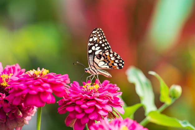 Tropischer Schmetterling auf Blume, Makroaufnahmen, Schmetterlingsgarten