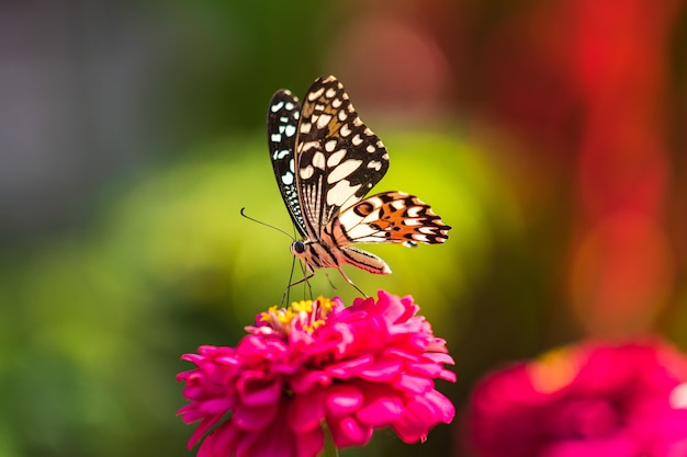 Tropischer Schmetterling auf Blume, Makroaufnahmen, Schmetterlingsgarten