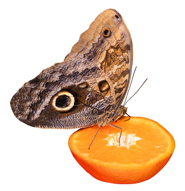 Tropischer Schmetterling, der auf Orangenscheibe lokalisiert isst