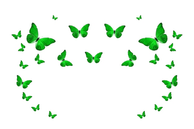 Tropischer Schwarm fliegender farbiger Schmetterlinge, isoliert auf weiss. grüne Schmetterlinge. tropische Motten. fliegende Insekten