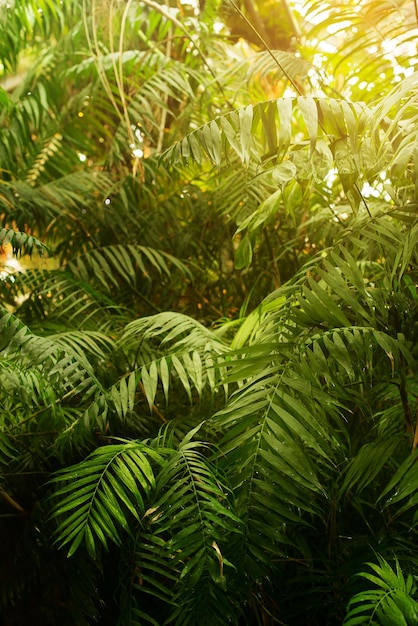 Tropischer sommerhintergrund mit dschungelpalmenblättern und sonnenlichtkopienraumhintergrundvertikale