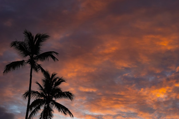 Tropischer Sonnenuntergang mit Palmenschattenbild mit drastischen Wolken. Urlaubs- und Reisekonzept. Foto in hoher Qualität