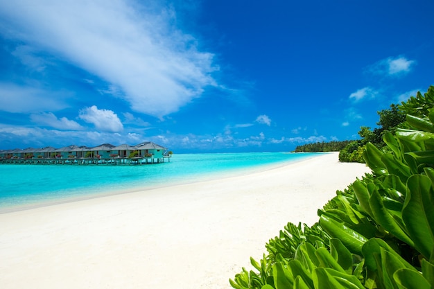 Tropischer Strand auf den Malediven mit wenigen Palmen und blauer Lagune