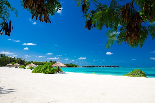 Tropischer Strand auf den Malediven mit wenigen Palmen und blauer Lagune