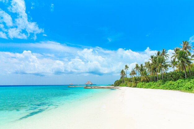 Tropischer Strand auf den Malediven mit wenigen Palmen und blauer Lagune