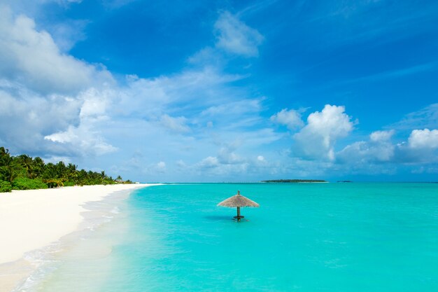 Tropischer Strand auf den Malediven mit wenigen Palmen und blauer Lagune