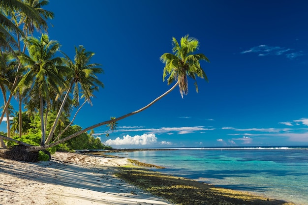 Tropischer Strand auf der Südseite der Insel Samoa mit Kokospalmen