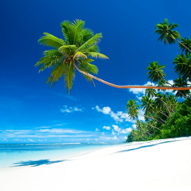 Tropischer Strand auf Samoa