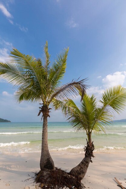 Tropischer Strand in Ko Rong mit Meereswelle auf dem Sand und Palmen