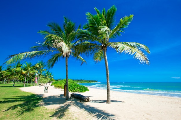 tropischer Strand in Sri Lanka