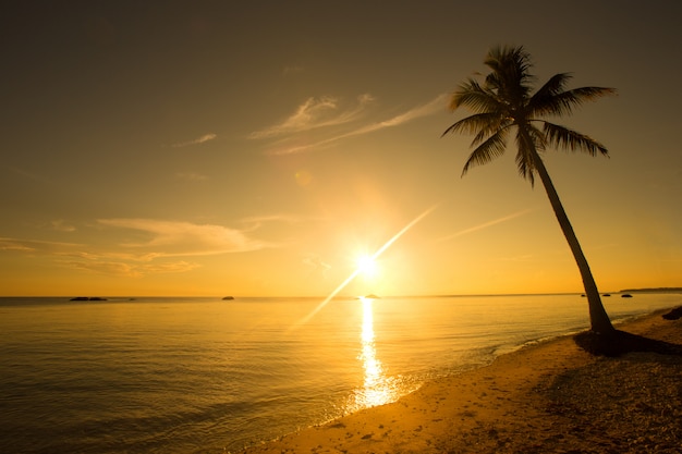 Tropischer Strand in Sri Lanka