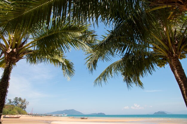 tropischer Strand mit KokosnussPalme