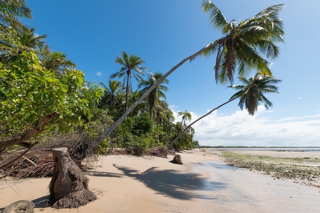 Tropischer Strand mit Kokospalmen auf der Insel Boipeba in Bahia Brasilien.