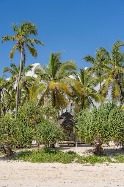 Tropischer Strand mit Kokospalmen auf der Insel Sansibar Tansania Afrika Reise- und Urlaubskonzept