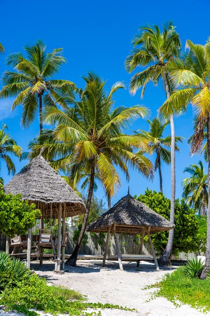 Tropischer Strand mit Kokospalmen auf der Insel Sansibar Tansania Afrika Reise- und Urlaubskonzept