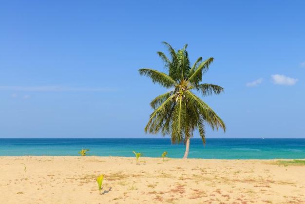 Tropischer Strand mit Kokospalmen und blauem Himmel in Karon Beach Phuket, Thailand