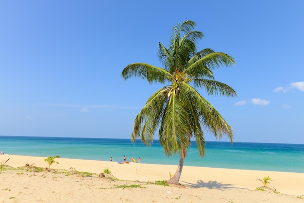 Tropischer Strand mit Kokospalmen und blauem Himmel in Karon Beach Phuket Thailand