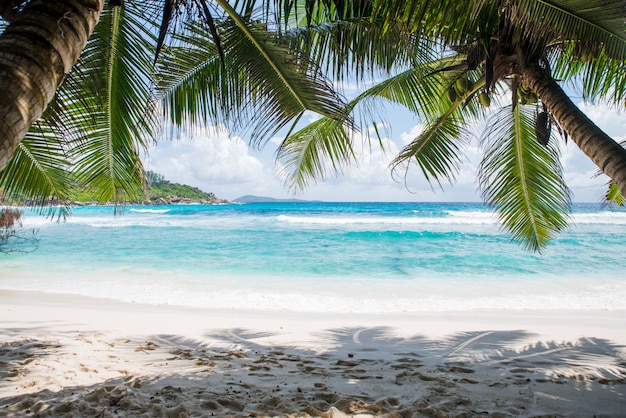 Tropischer Strand mit Palmen, kristallklarem Wasser und weißem Sand