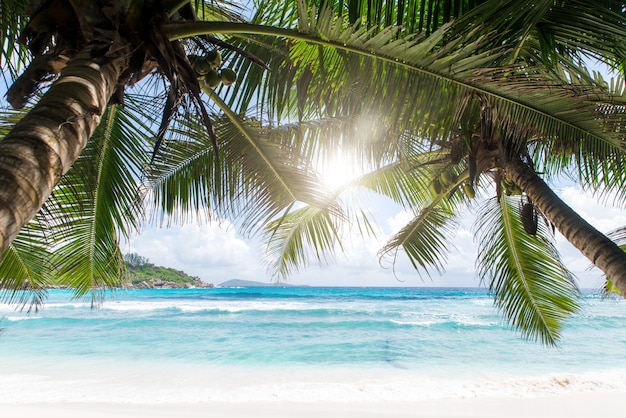 Tropischer Strand mit Palmen, kristallklarem Wasser und weißem Sand