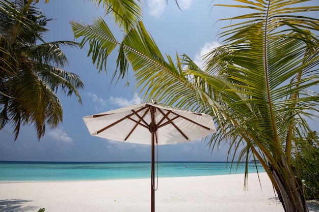 Tropischer Strand mit Regenschirmen und Palme