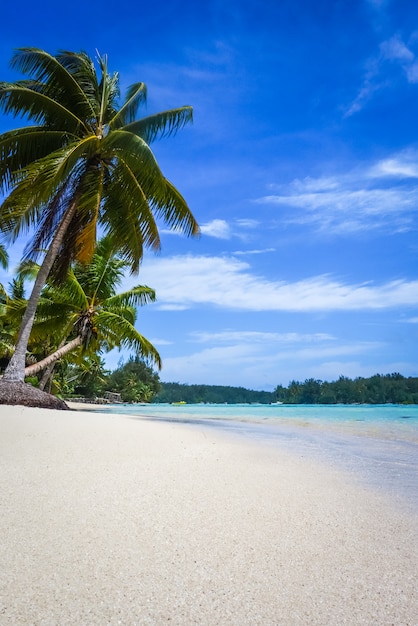 Tropischer Strand und Lagune des Paradieses in Moorea Island. Französisch Polynesien