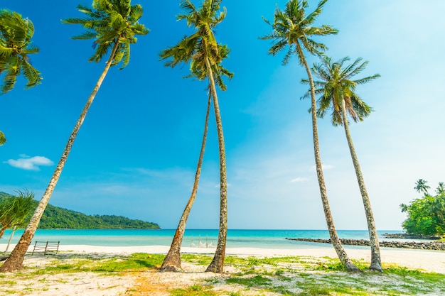 Tropischer Strand und Meer der schönen Natur mit KokosnussPalme auf Paradiesinsel