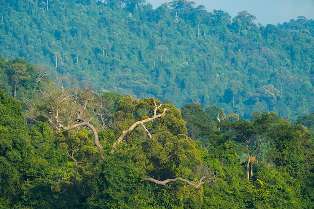tropischer tiefer Regenwald, Schichten von Baumkronen und Bergen, Freiheit und Spa-Konzept