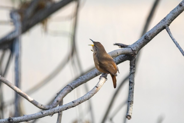 Tropischer Vogel, bekannt als „Zaunkönig“ oder „Zaunkönig“ Troglodytes aedeon, isoliert im selektiven Fokus