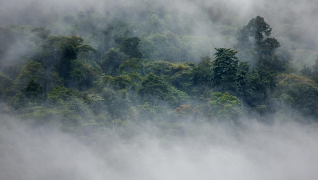 Tropischer Wald im Morgennebel Bwindi Impenetrable Nationalpark Uganda Afrika