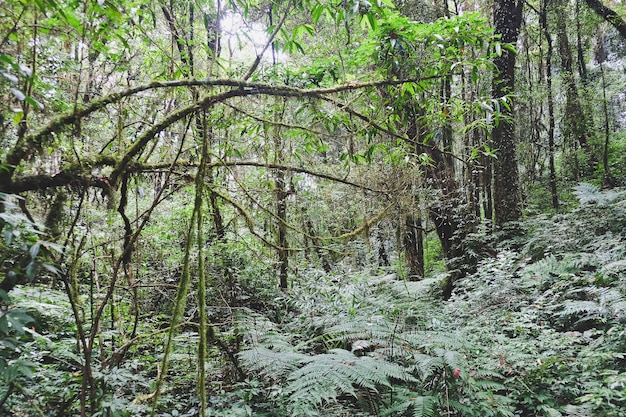 Tropischer Wald in Thailand