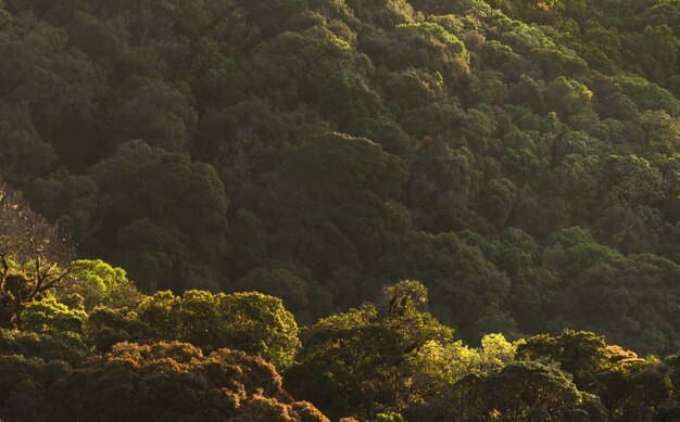 tropischer Wald mit Sonnenlicht