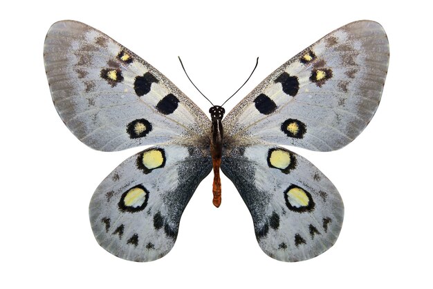 Tropischer weißer Schmetterling lokalisiert auf weißem Hintergrund