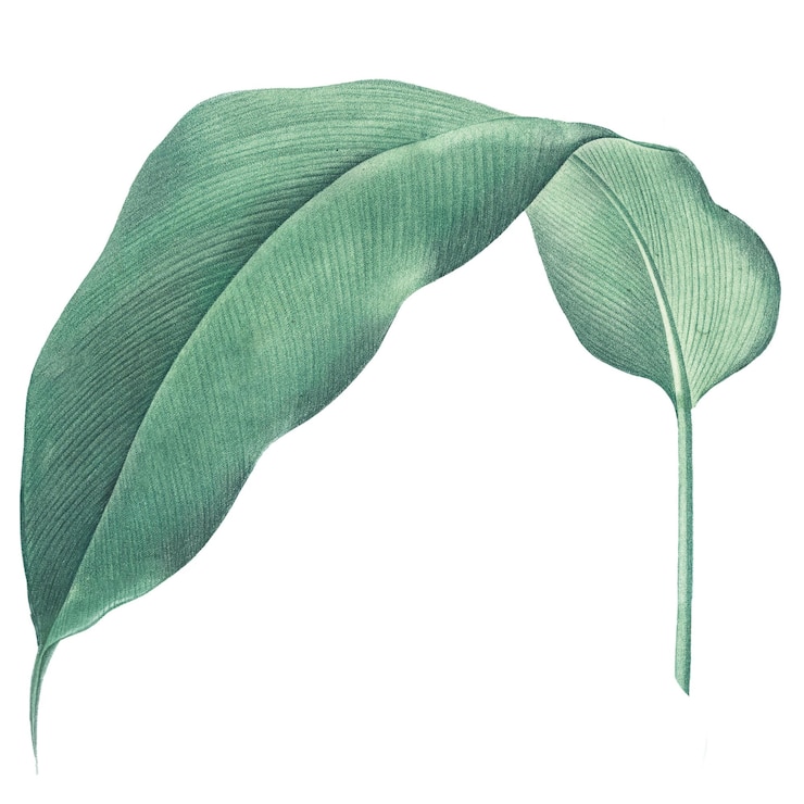 Foto tropisches blatt png vintage-heliconia durchsichtiger hintergrund