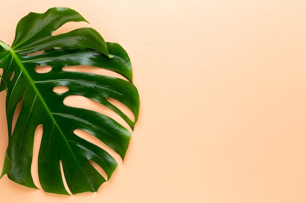 Tropisches Dschungelblatt, Monstera, ruhend auf flacher Oberfläche, auf Pfirsichhintergrund.