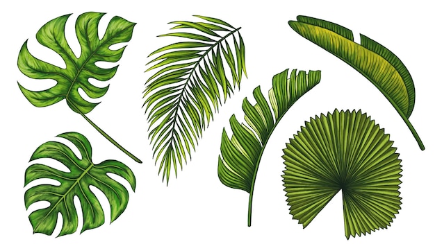 Tropisches Dschungelblatt-Set Monstera-Bananenpalmenblätter Realistische handgezeichnete Illustration isoliert o