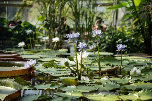 Tropisches Gewächshaus mit Teichlilien und blühenden Lotusblumen