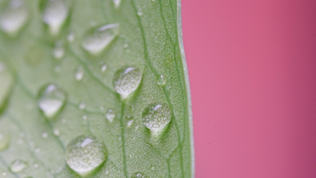 Tropisches Grün verlässt Hintergrund Sommerkonzept